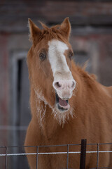 Fototapeta premium one yawning horse with frosty beard in snowy winter scene in front of vintage barn
