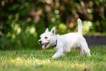 West Highland White Terrier pup in the green grass