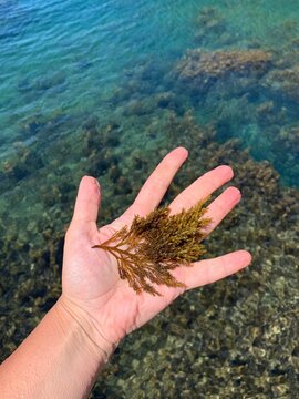 Woman hand with seaweed algae. Seaweed is widely used by humans for various purposes.
