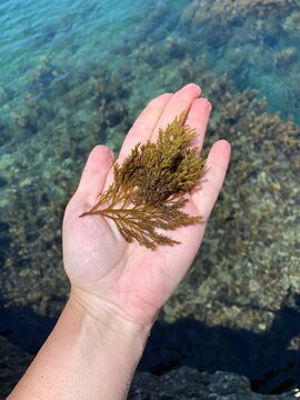Female tanned hand holding seaweed on blue sea background. Algae belonging to large group that includes many seaweeds, typically olive brown or greenish in color, contain xanthophyll and chlorophyll