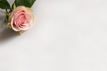 Beautiful pink rose flowers on a white background. Space for text