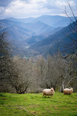 Sheep in a fresh green grass with a view of a Valley surrounded by mountains and dramatic sky
