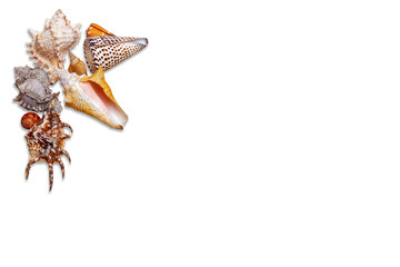 Groupe de beaux coquillages d&eacute;tour&eacute;s sur fond blanc