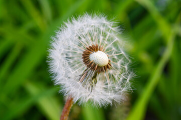 Reife Pusteblume mit Samen Löwenzahn (Taraxacum sect. Ruderalia) in der Nahaufnahme mit unscharfen Hintergrund