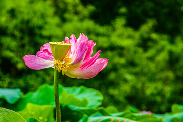 Obraz premium Pink lotus flower in summer