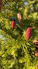 fir cone