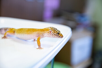 Eublefar lizard for home