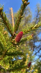Fir cone