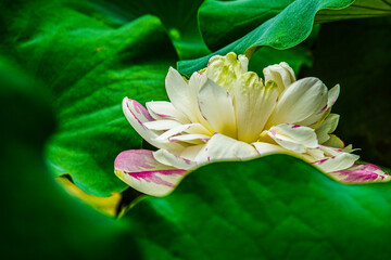 Pink lotus flower in summer