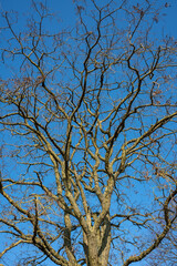 Looking up at the bare branches of a tree