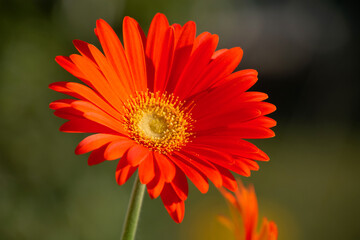 Floral garden with morning sunlight and orange blooming daisy flowers