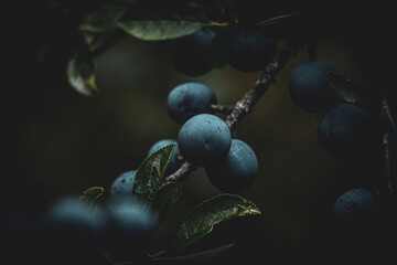 Berries