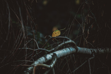 Yellow tree leaves. Beautiful maple leaves in autumn. foreground and blurry background, No people, close up, copy space, macro shot