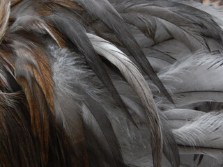 Plumes de coq © Margot