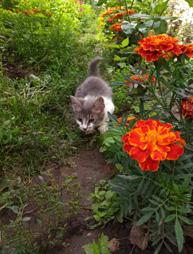 cat in the garden