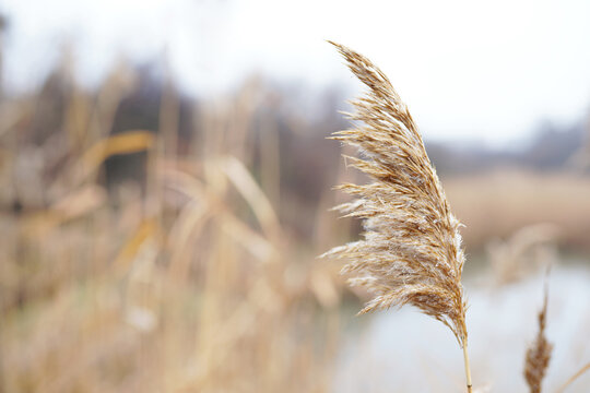 Abstract natural background of soft plants Cortaderia selloana, pampas grass moving in the wind. Bright and clear scene of plants similar to feather dusters.