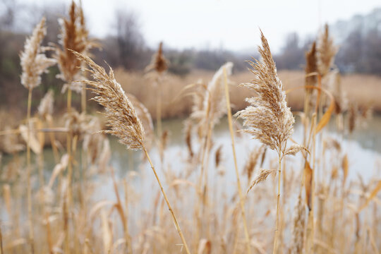 Abstract natural background of soft plants Cortaderia selloana, pampas grass moving in the wind. Bright and clear scene of plants similar to feather dusters.