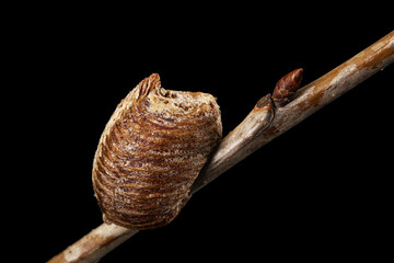 Close-up ootheca, formed by female praying mantis on an cherries branch. An ootheca is a type of egg mass made by mantises. Isolated on black background