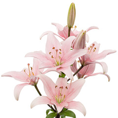 Pink lily flower, isolated on white background