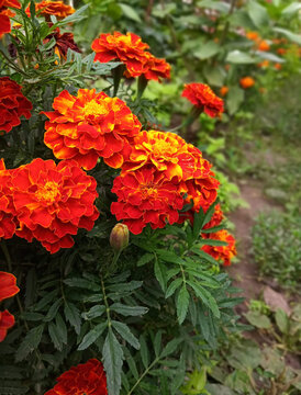 red and yellow flowers