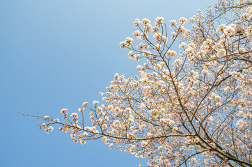 桜と青空