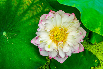 Water lily closeup in the garden