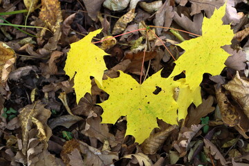 Image of maple leaves in autumn.