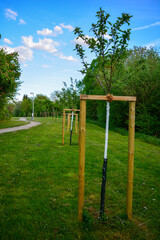 Fototapeta premium Bäume Setzlinge in Reih und Glied mit Rankhilfe, im Sommer bei blauem Himmel