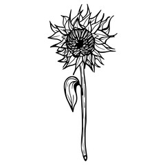 Sunflower flower. Black and white illustration of a sunflower. Linear art. Hand-drawn decorative blooming sunflower element in vector