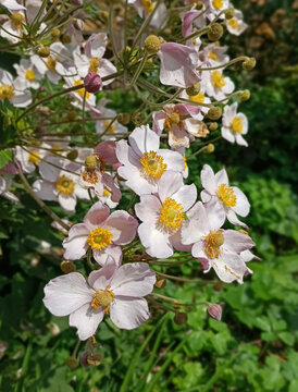 blooming tree