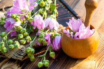Malva alcea , greater musk-mallow, cut-leaved mallow, vervain mallow or hollyhock mallow fresh flowers collected in meadow. collect herbs for preparation of tincture. mortar to rub flowers.