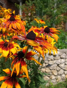 orange flowers in the garden