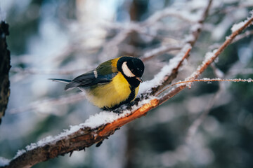 Yellow Great tit in winter snowy forest