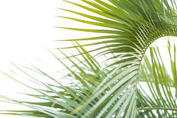 Obraz na płótnie Canvas Green palm leaf pattern texture abstract background. tropical summer design concept