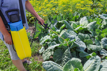 spraying vegetables in garden.