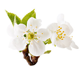 Naklejka na ściany i meble Blossom isolated on white background