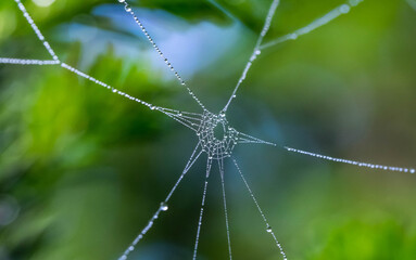 spider web on the dew