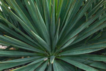 Blue agave plant for produce teauila. green botany background