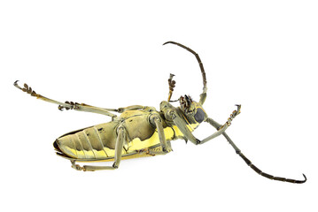Dead longhorn beetle of Mango Tree Borer, Batocera rufomaculata. Pest control concept. Isolated on a white background 