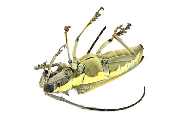 Dead longhorn beetle of Mango Tree Borer, Batocera rufomaculata. Pest control concept. Isolated on...