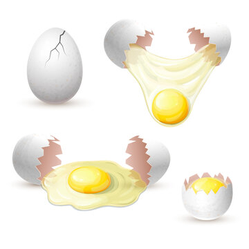 white chicken eggs isolated. fresh cracked egg with raw yolk and protein. broken eggshell with whole yolk for breakfast. vector realistic illustration. Baking, cooking Ingredient. organic farm product