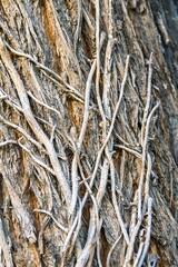 texture image of small branches in a brown tree 