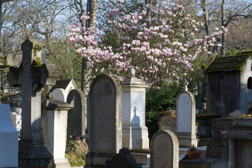 historical tombstones, monuments and religious symbols with springtime magnolia flowers