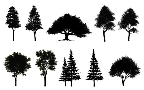 Collection of abstract shadow tree side view isolated on white background  for landscape and architecture layout drawing, elements for environment and garden