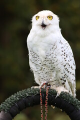 snowy portrait
