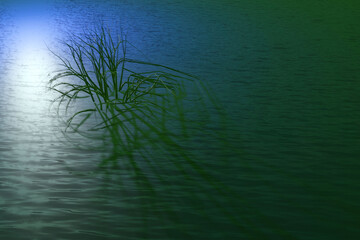 Climate change concept. Sunken tree in water.