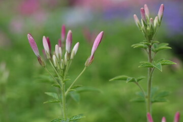spider flower plants,spiderflower.