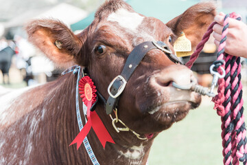 Prizwinning Cattle in Cattle Show