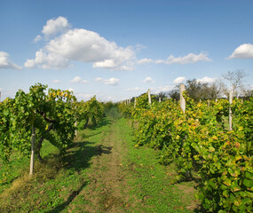 Vineyard Sunny summer day
