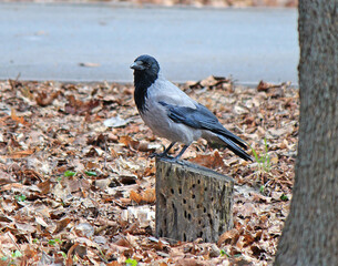 beautiful crow in spring park